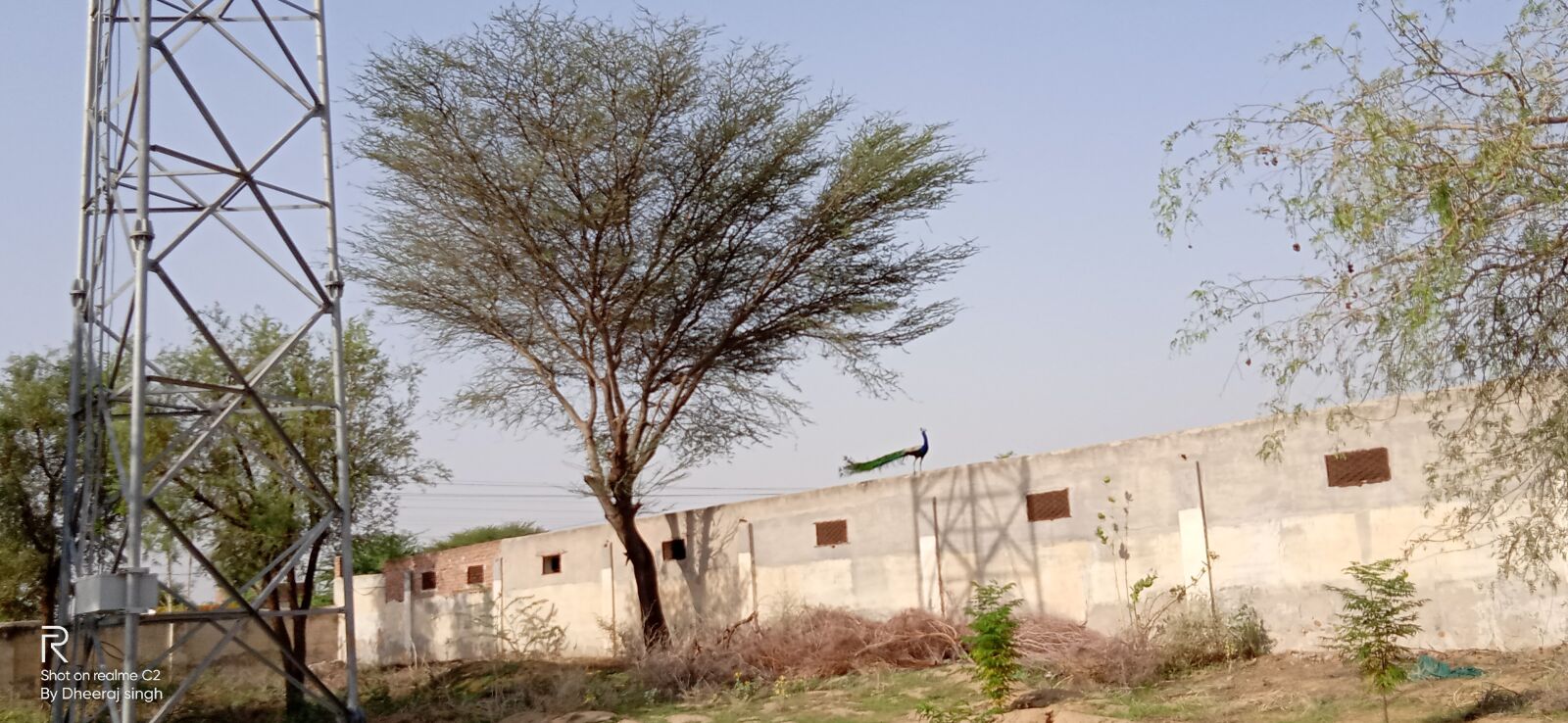 Realme C2 sample photo. Babool, tree, backyard photography