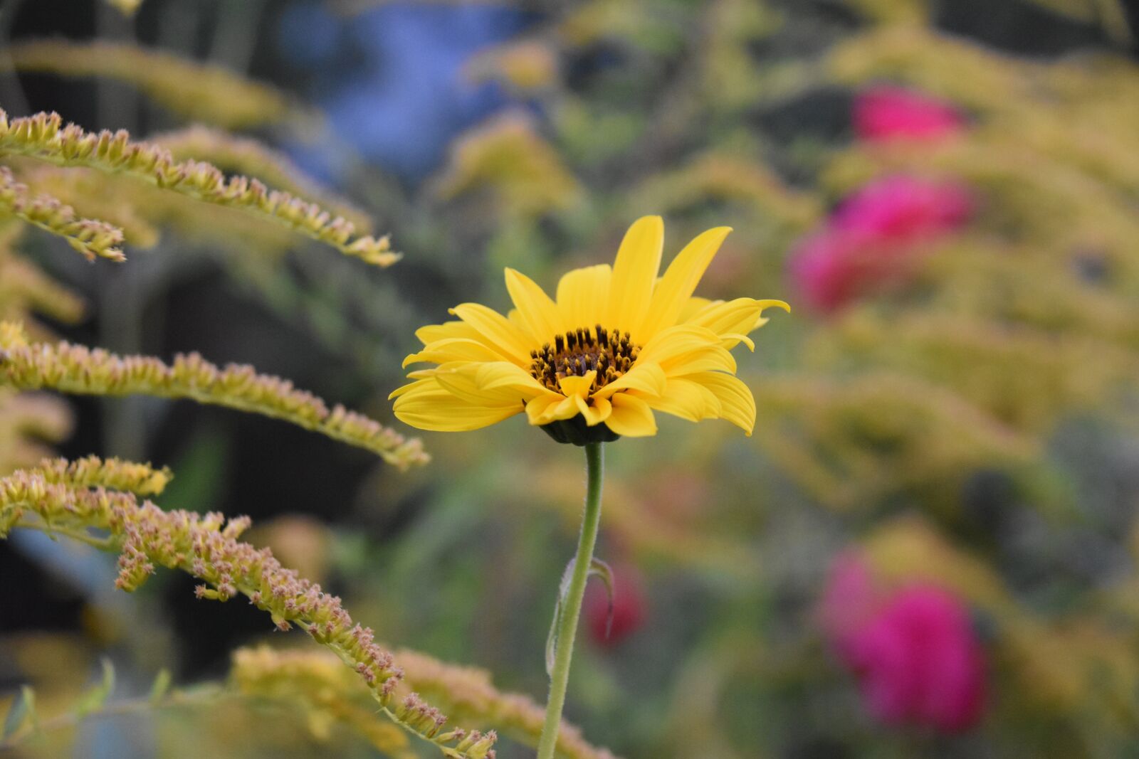Nikon D5600 sample photo. Flowers, flower petals, nature photography