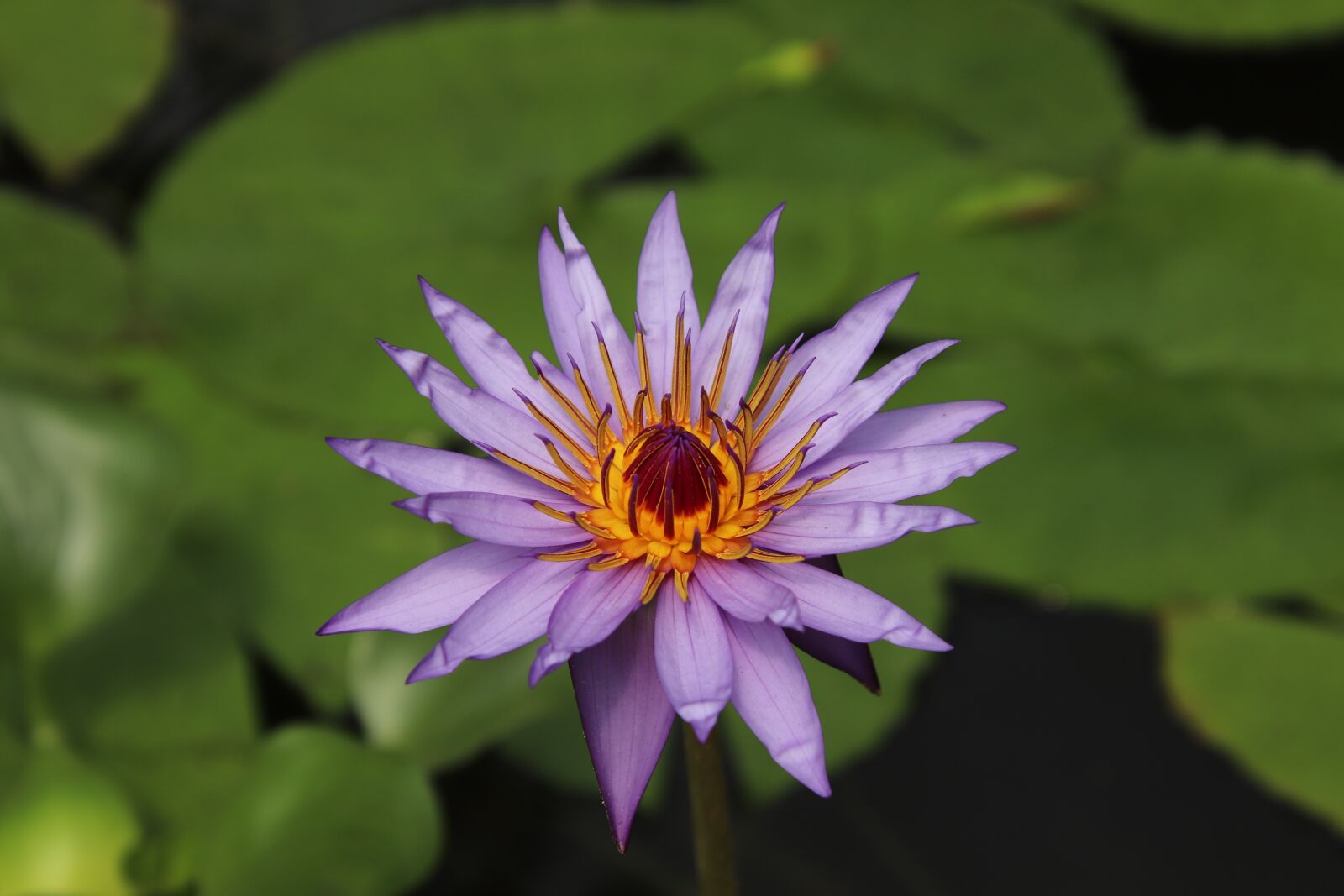 Canon EOS 800D (EOS Rebel T7i / EOS Kiss X9i) sample photo. Water lily, water plants photography
