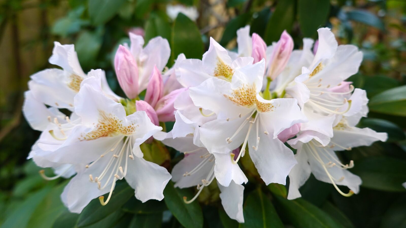 Sony Cyber-shot DSC-RX100 VI sample photo. Rhododendron, white-pink, flower photography