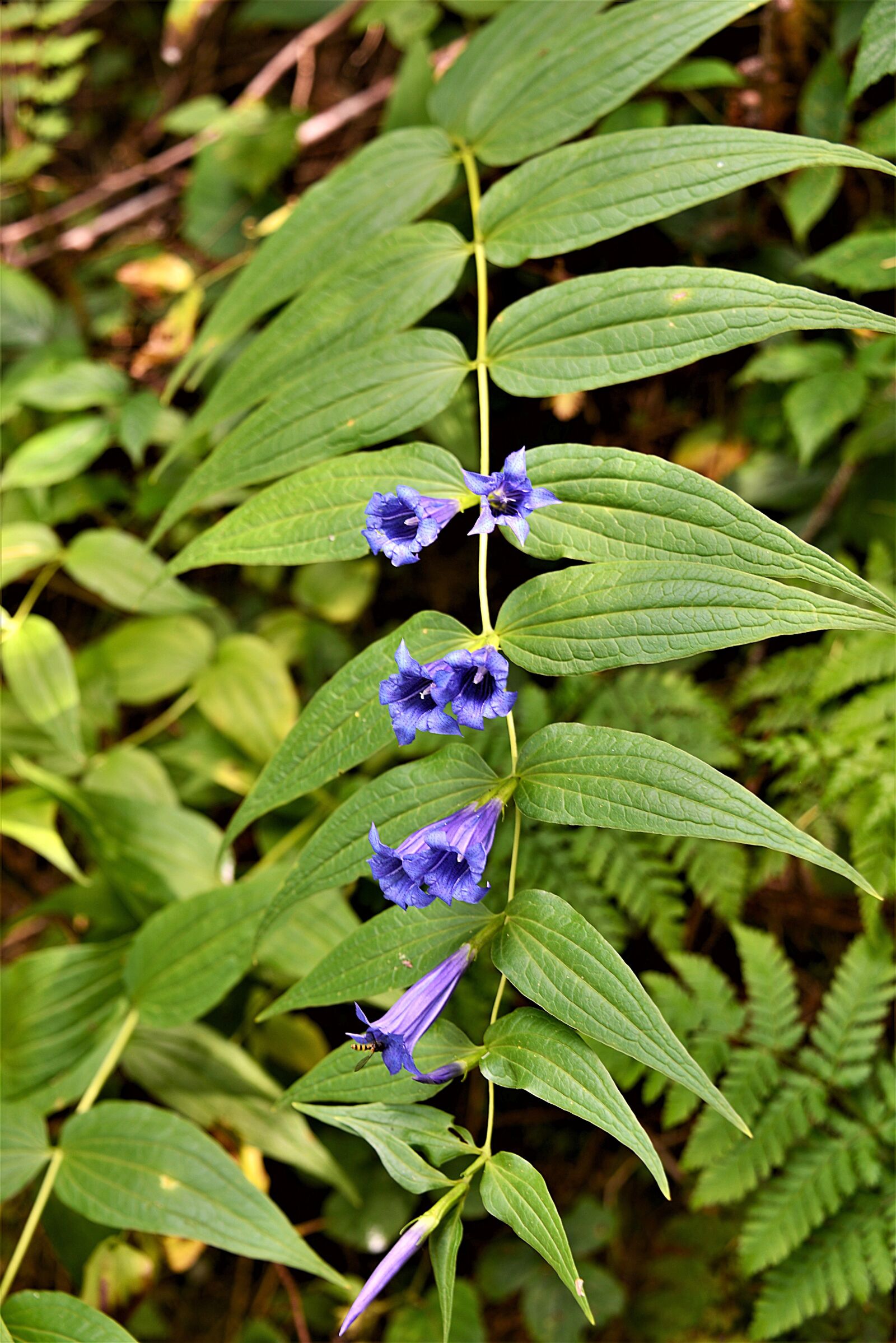 Nikon D610 sample photo. Bellflower, blossom, bloom photography