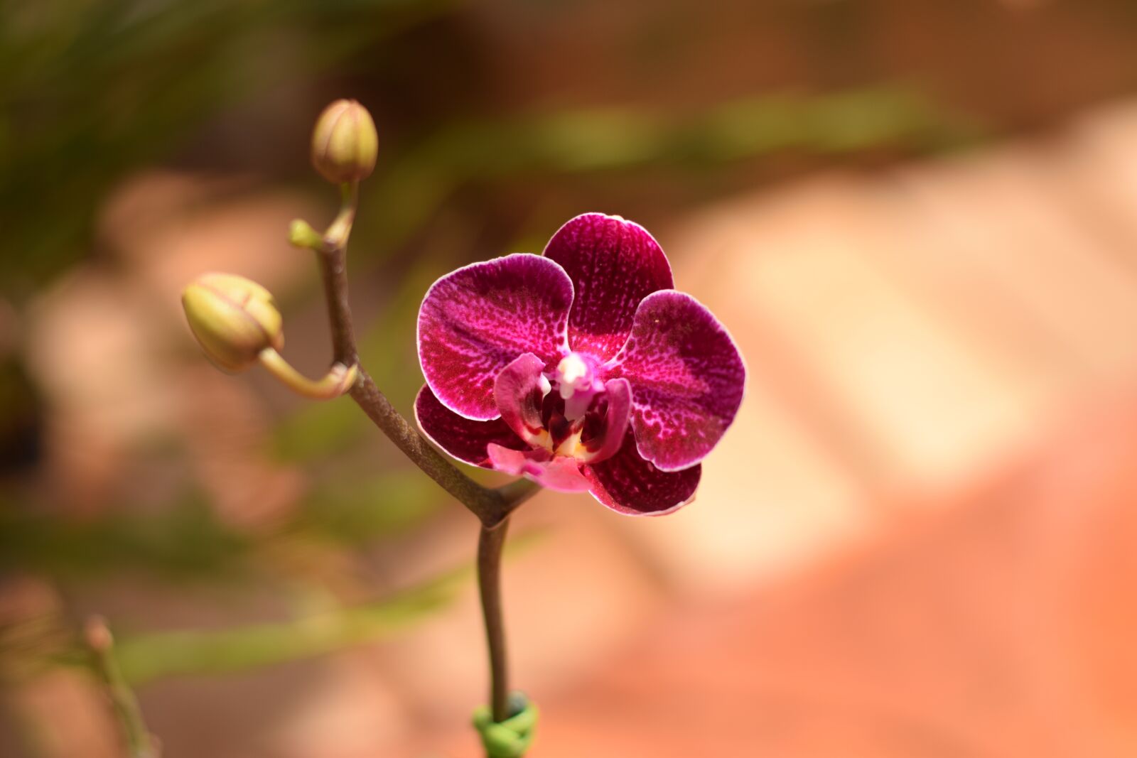 Nikon D5300 sample photo. Orchid, flower, plant photography