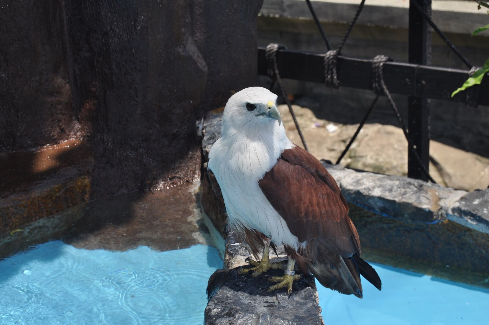 Nikon D90 sample photo. Manila ocean park, eagle photography