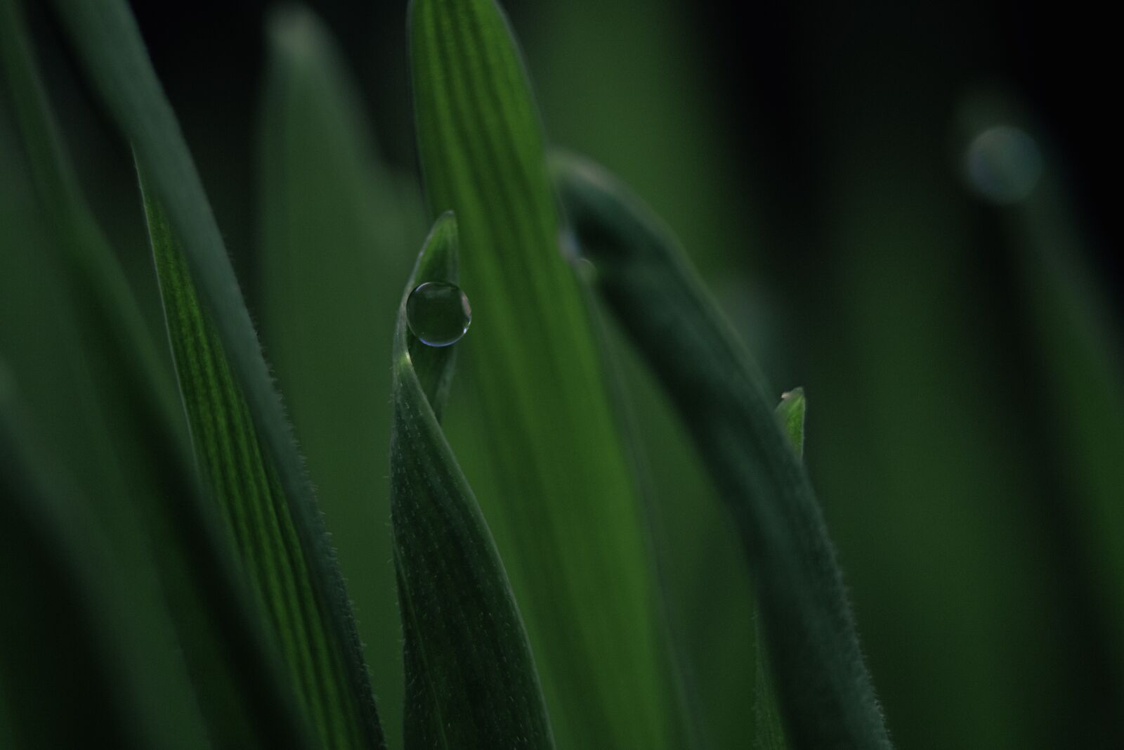 Canon EOS 750D (EOS Rebel T6i / EOS Kiss X8i) sample photo. Dew, grass, water photography