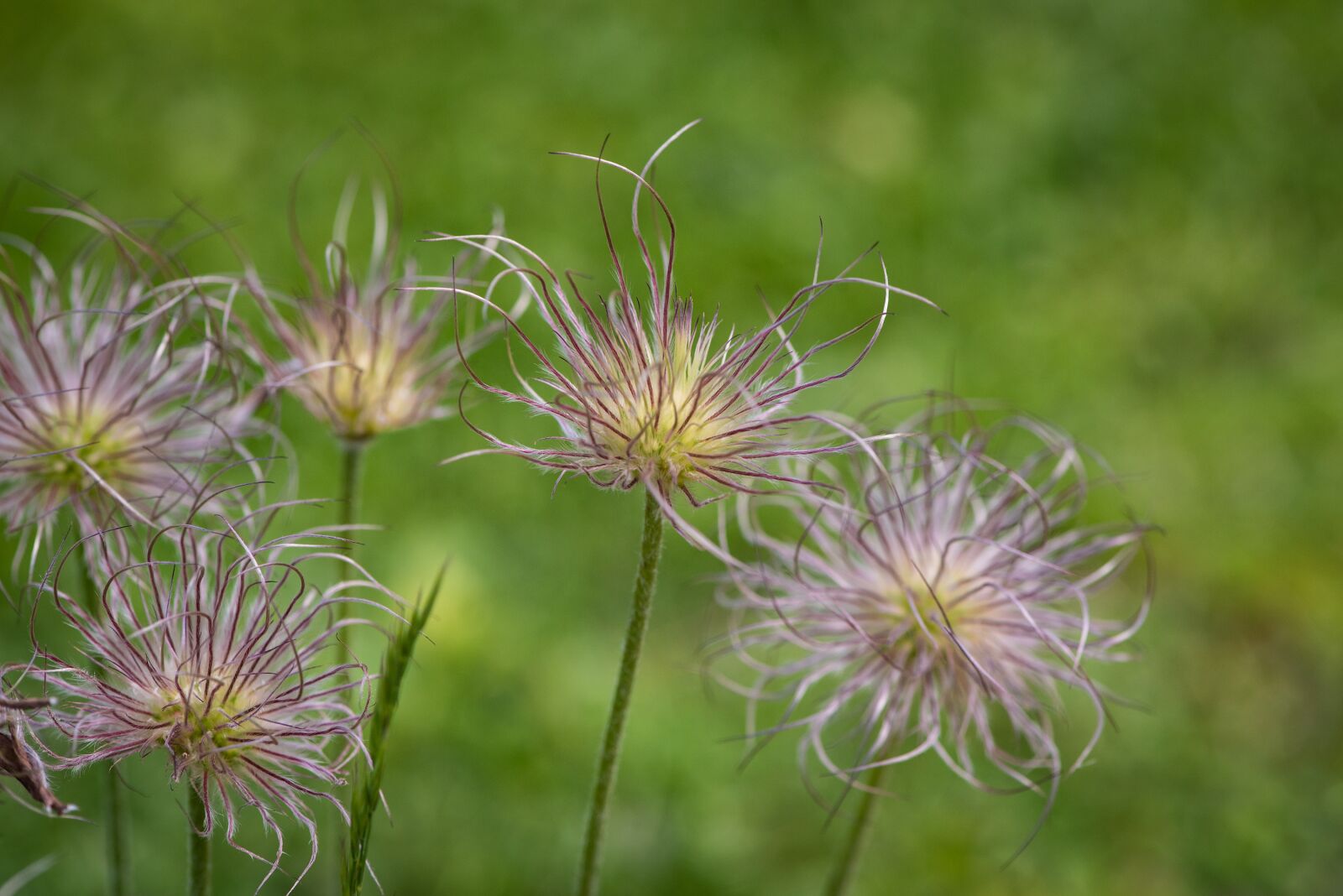 Nikon D750 sample photo. Anemone, faded, nature photography