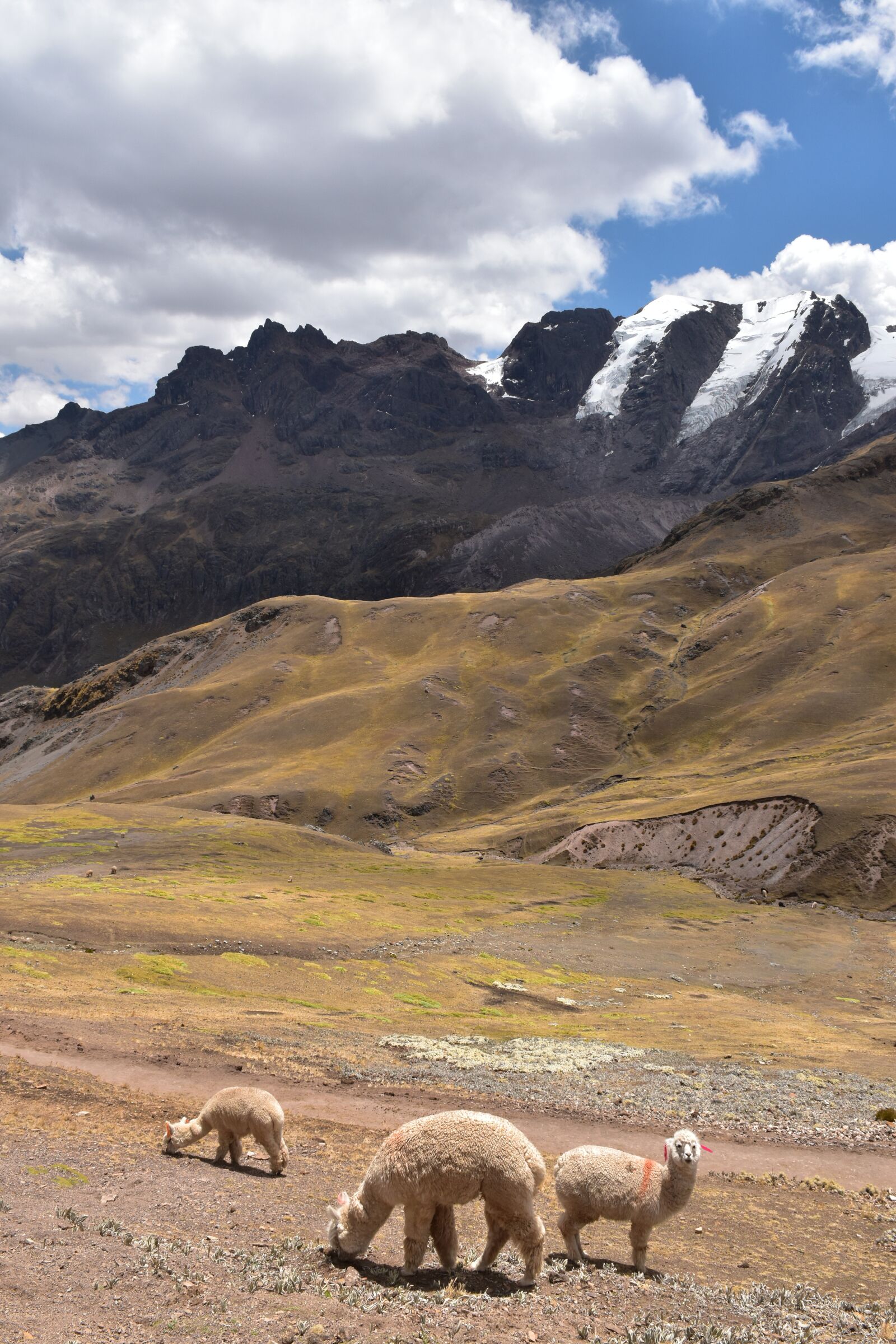 Nikon D5500 sample photo. Peru, south america, alpaca photography