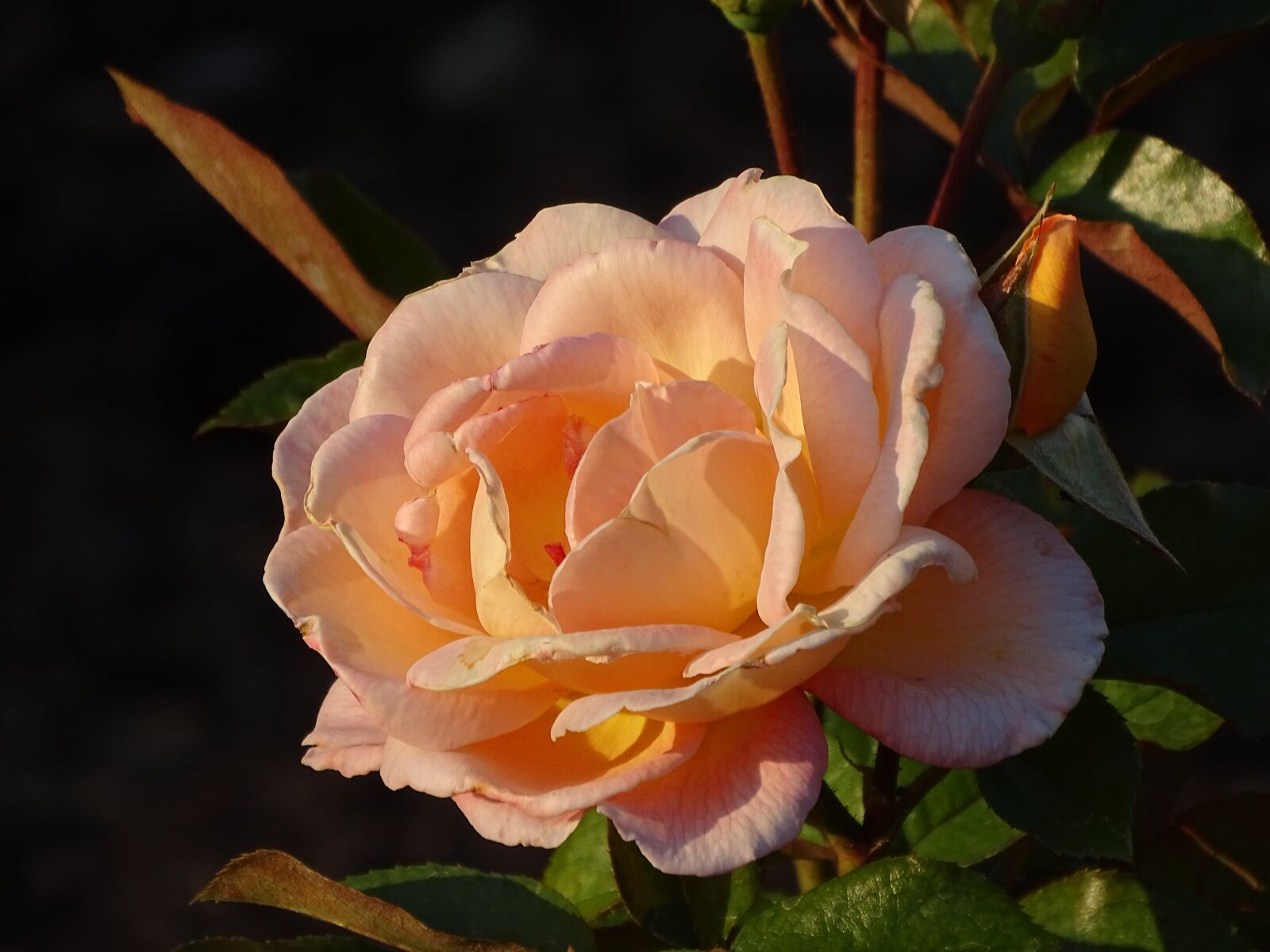 Sony Cyber-shot DSC-HX400V sample photo. Rose, evening, blossom photography