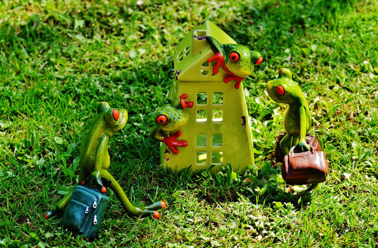 Nikon D3200 sample photo. Frogs, at home, welcome photography