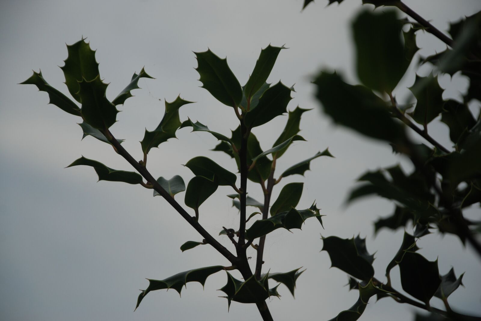 Nikon D80 sample photo. Holly, skewers, leaf photography