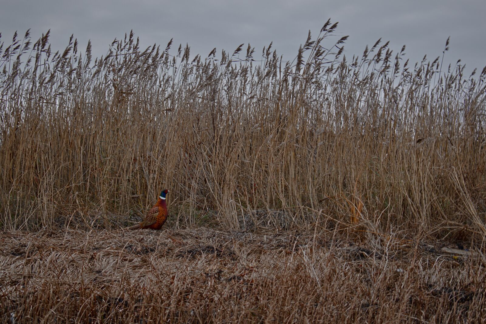 Nikon D3500 sample photo. Grass, nature, the environment photography