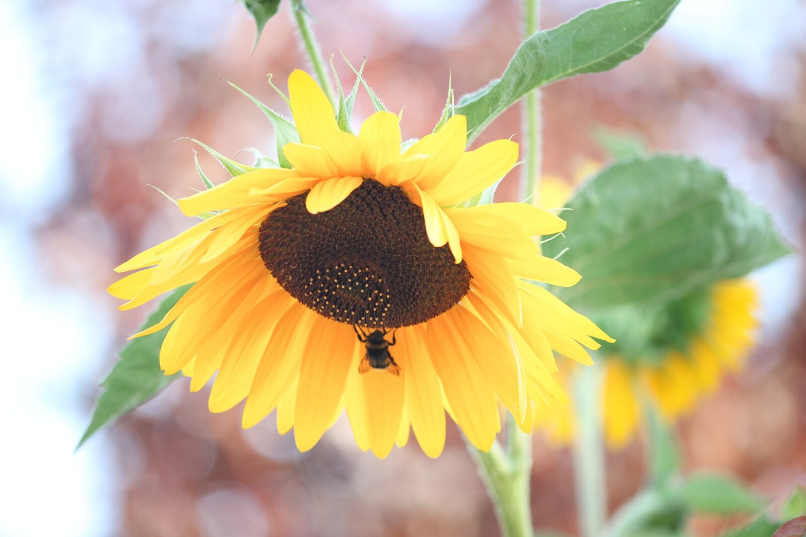 Canon EOS 1100D (EOS Rebel T3 / EOS Kiss X50) sample photo. Sunflower, blossom, bloom photography