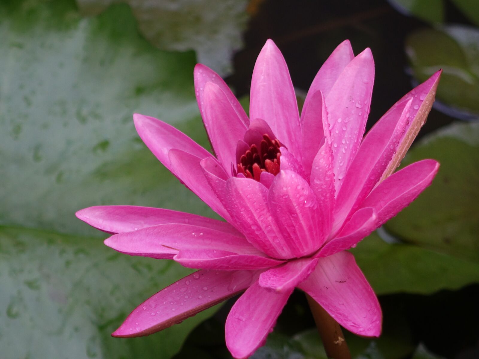 Sony Cyber-shot DSC-RX10 sample photo. Lotus, early in the photography