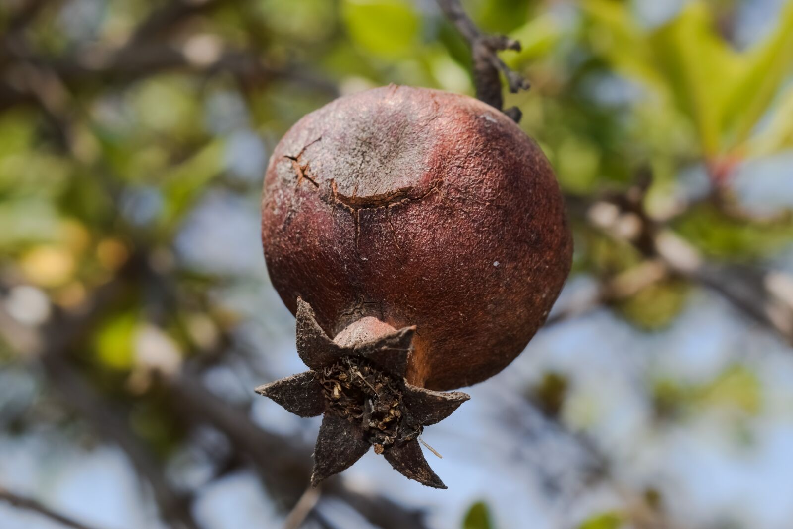Nikon D3300 sample photo. Pomegranate, fruit, food photography