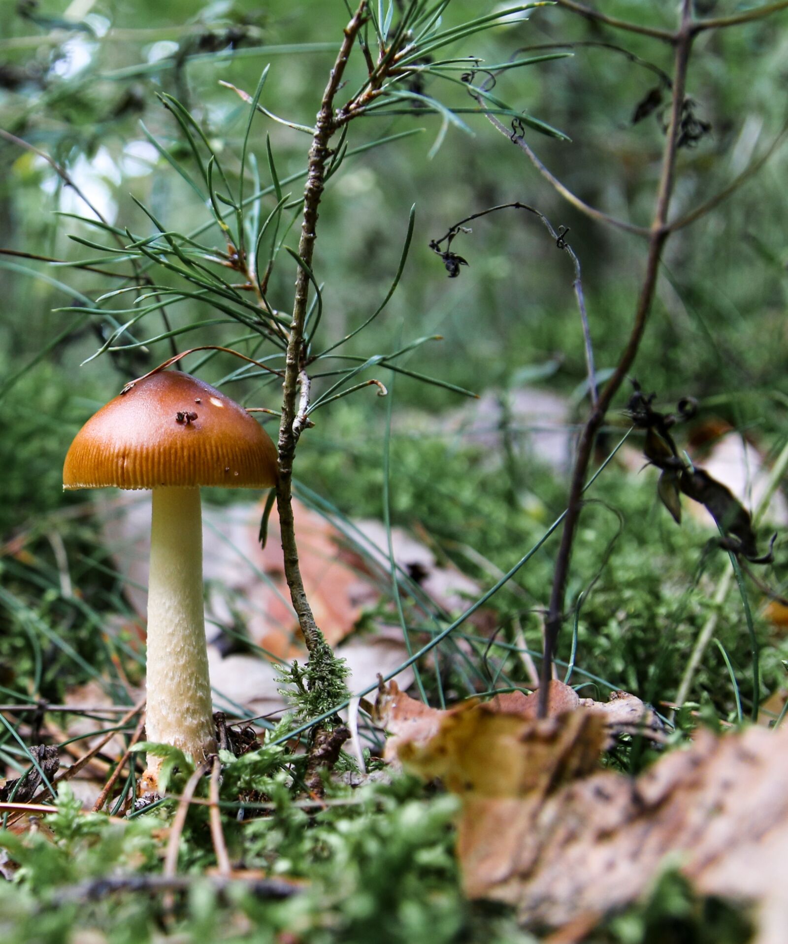 Canon EOS 70D sample photo. Mushroom, forest, mushroom picking photography
