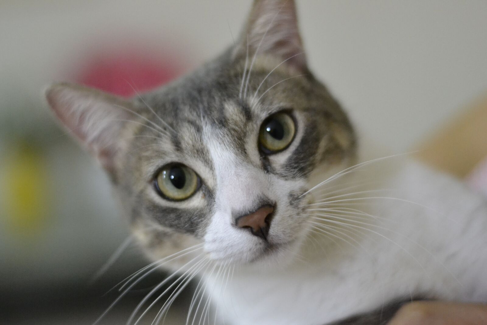 Nikon D3100 sample photo. Cat, cute, kitten photography