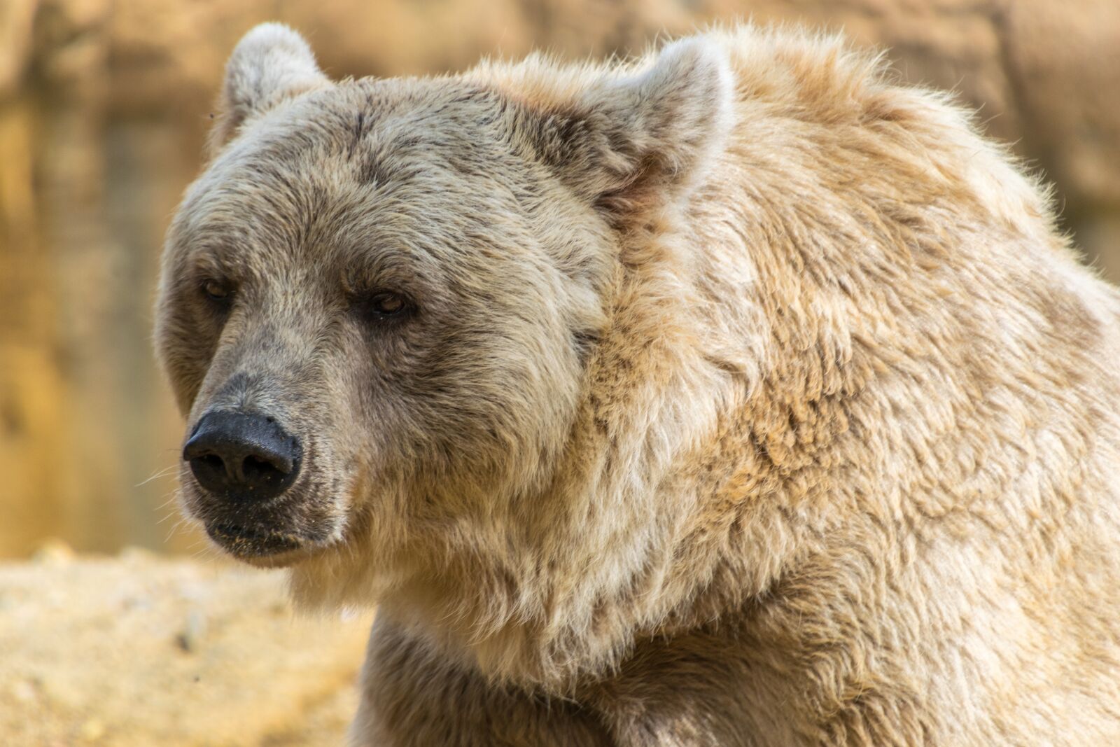 Nikon D3300 sample photo. Bear, brown bear, mammal photography