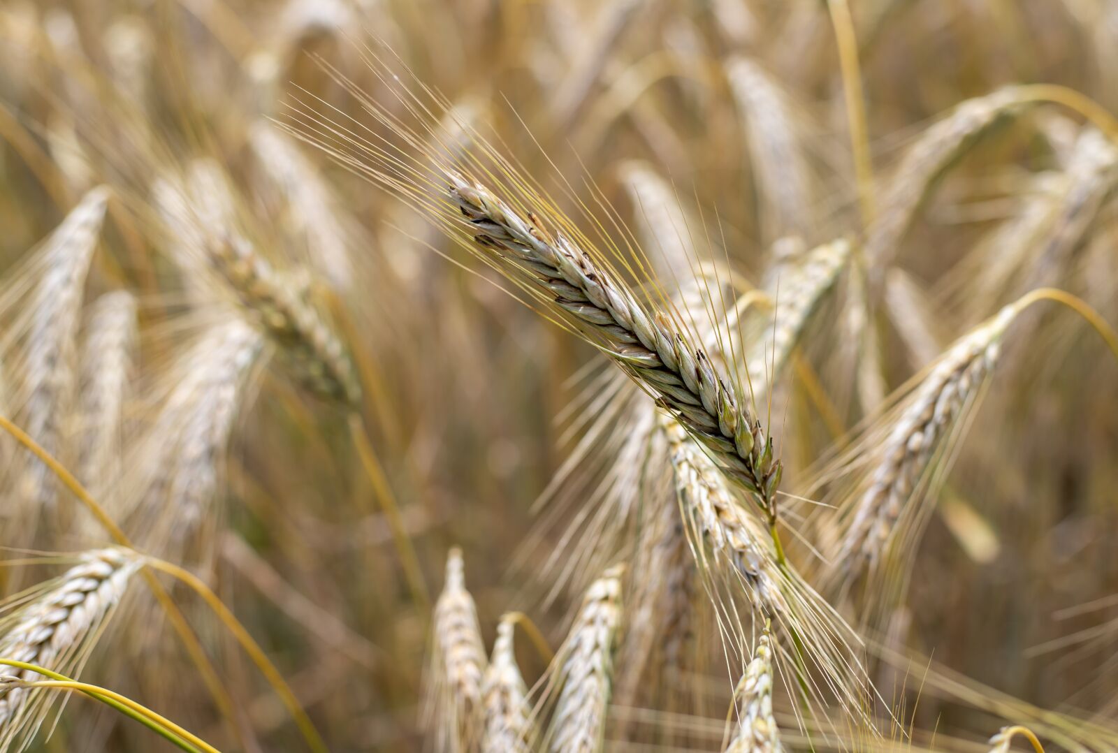 Canon EOS 6D Mark II + Canon EF 50mm F1.8 STM sample photo. Wheat, field, yellow photography