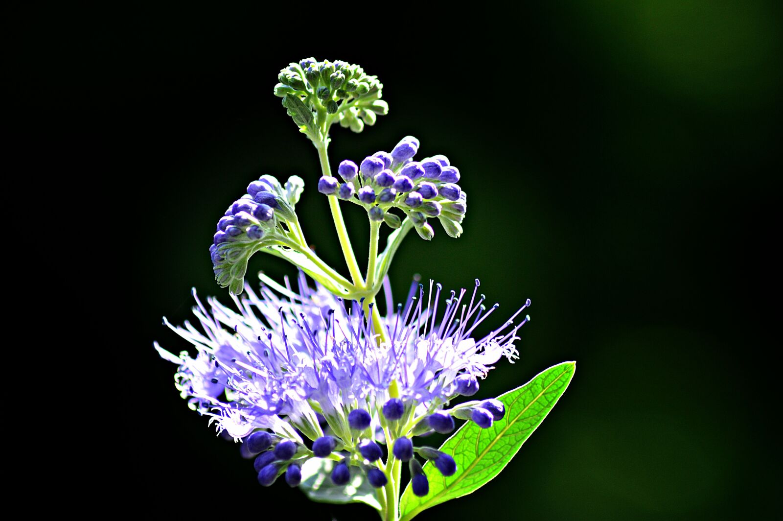 Nikon D3200 sample photo. Flower, garden, flowers photography