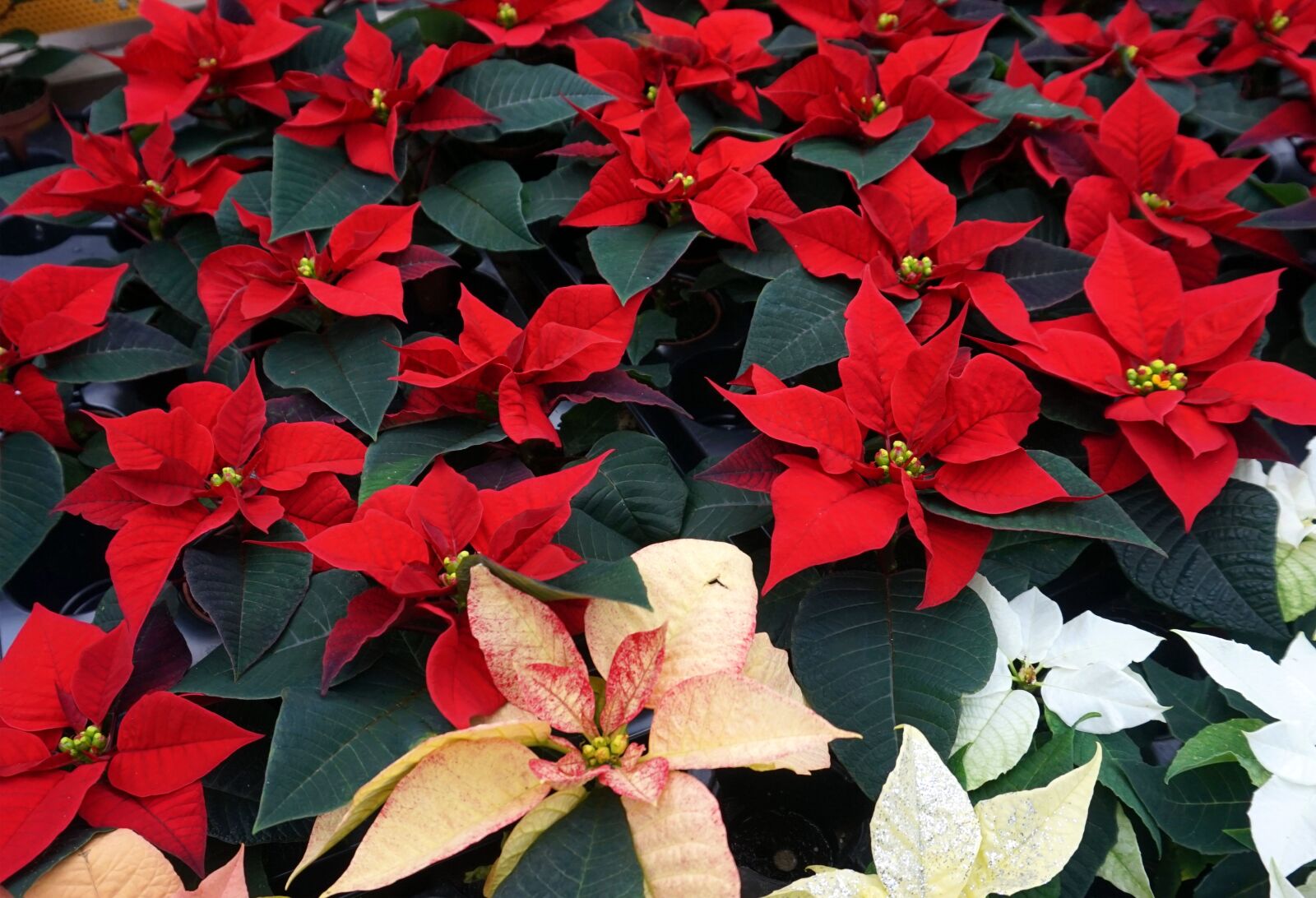 Sony E 16-50mm F3.5-5.6 PZ OSS sample photo. Poinsettia, flowers, red photography