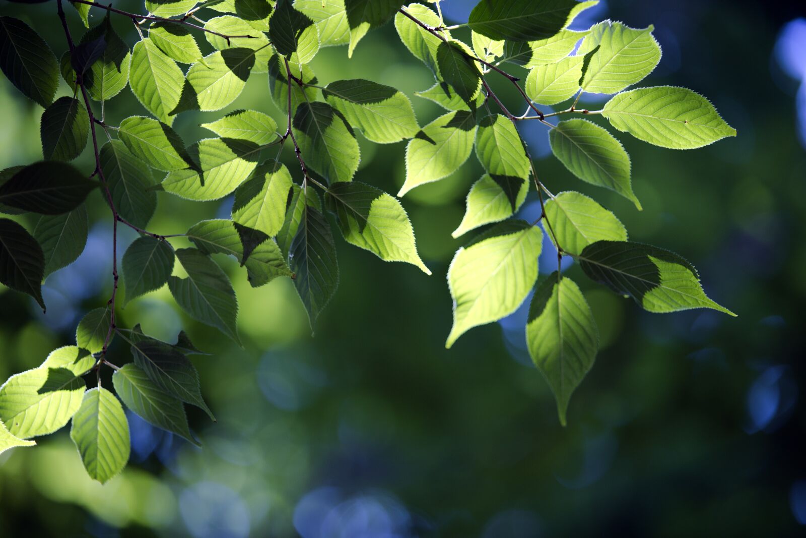 Canon EOS 6D Mark II sample photo. The leaves, state of photography