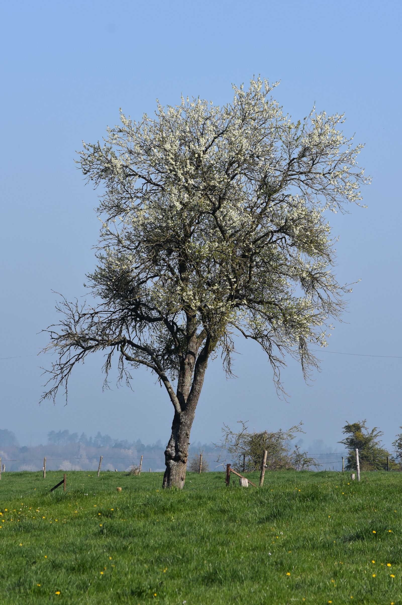 Nikon D7200 sample photo. Tree, spring, meadow photography