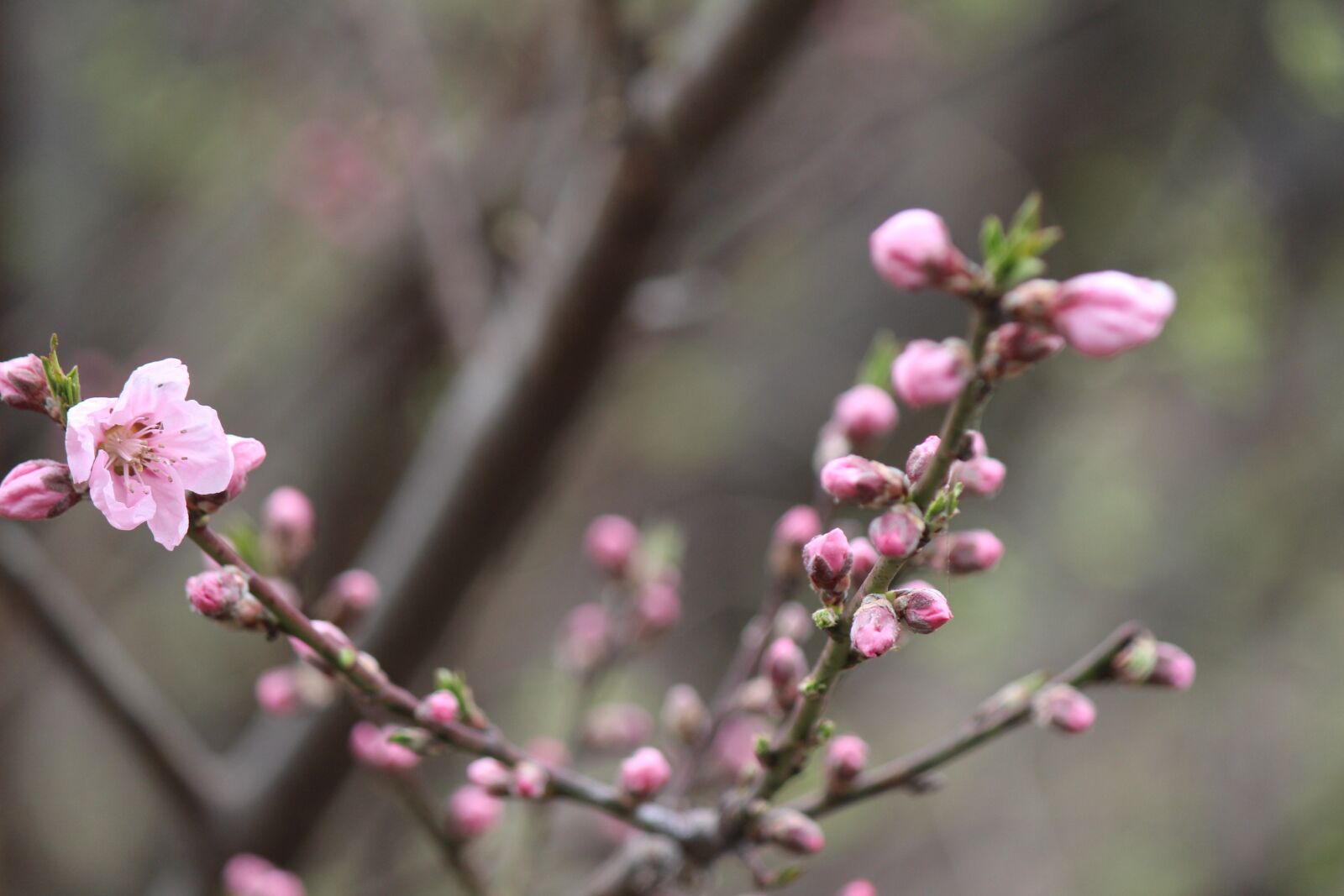 Canon EF-S 55-250mm F4-5.6 IS II sample photo. Cherry blossoms, spring, pink photography