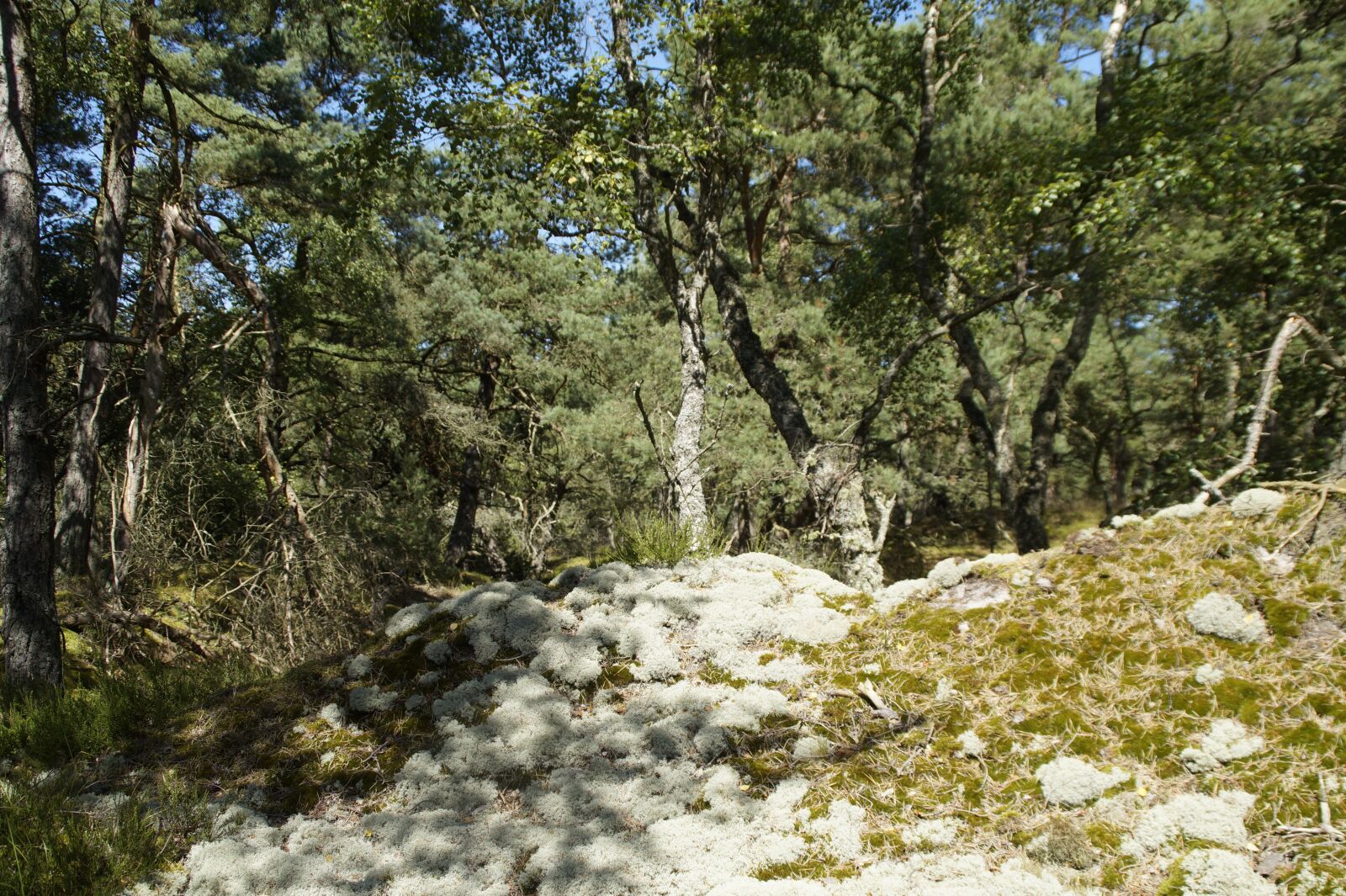 Sony SLT-A58 sample photo. Sandy, landscape, vegetation photography