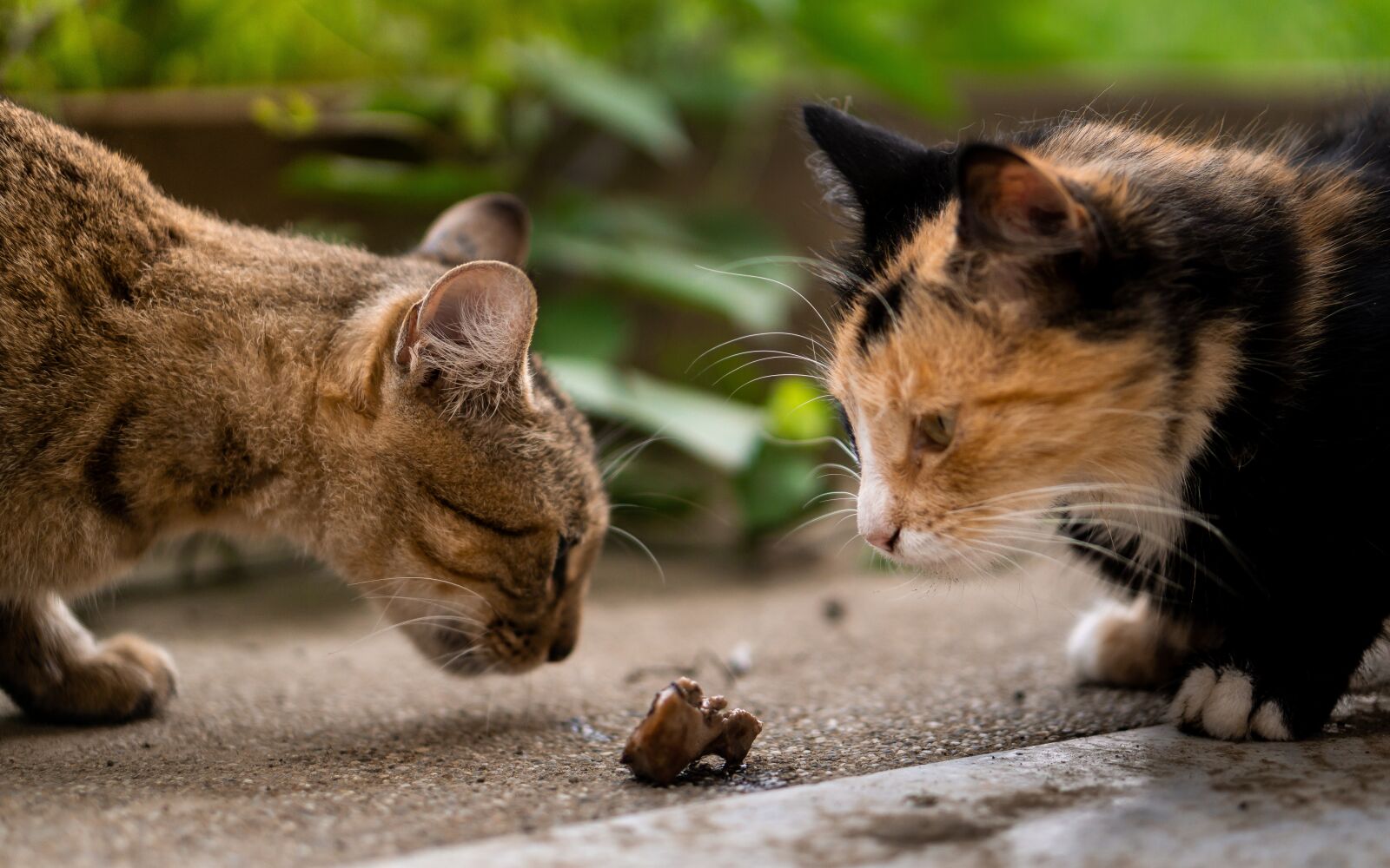 E 50mm F1.8 OSS sample photo. Cat, animal, eyes photography