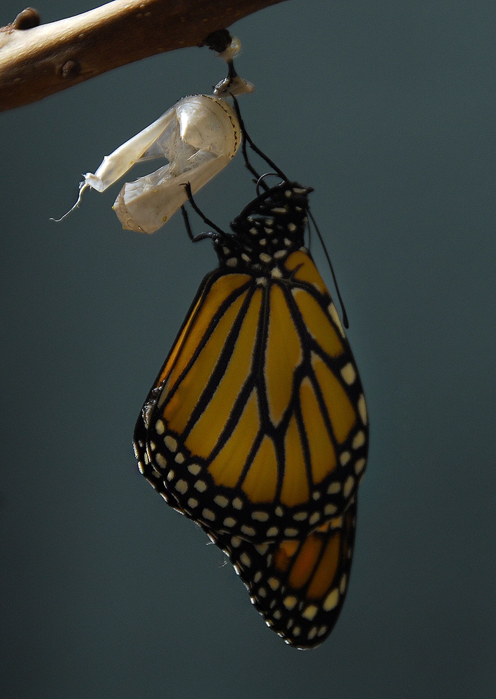 Nikon D200 sample photo. Monarch, butterfly, cocoon photography