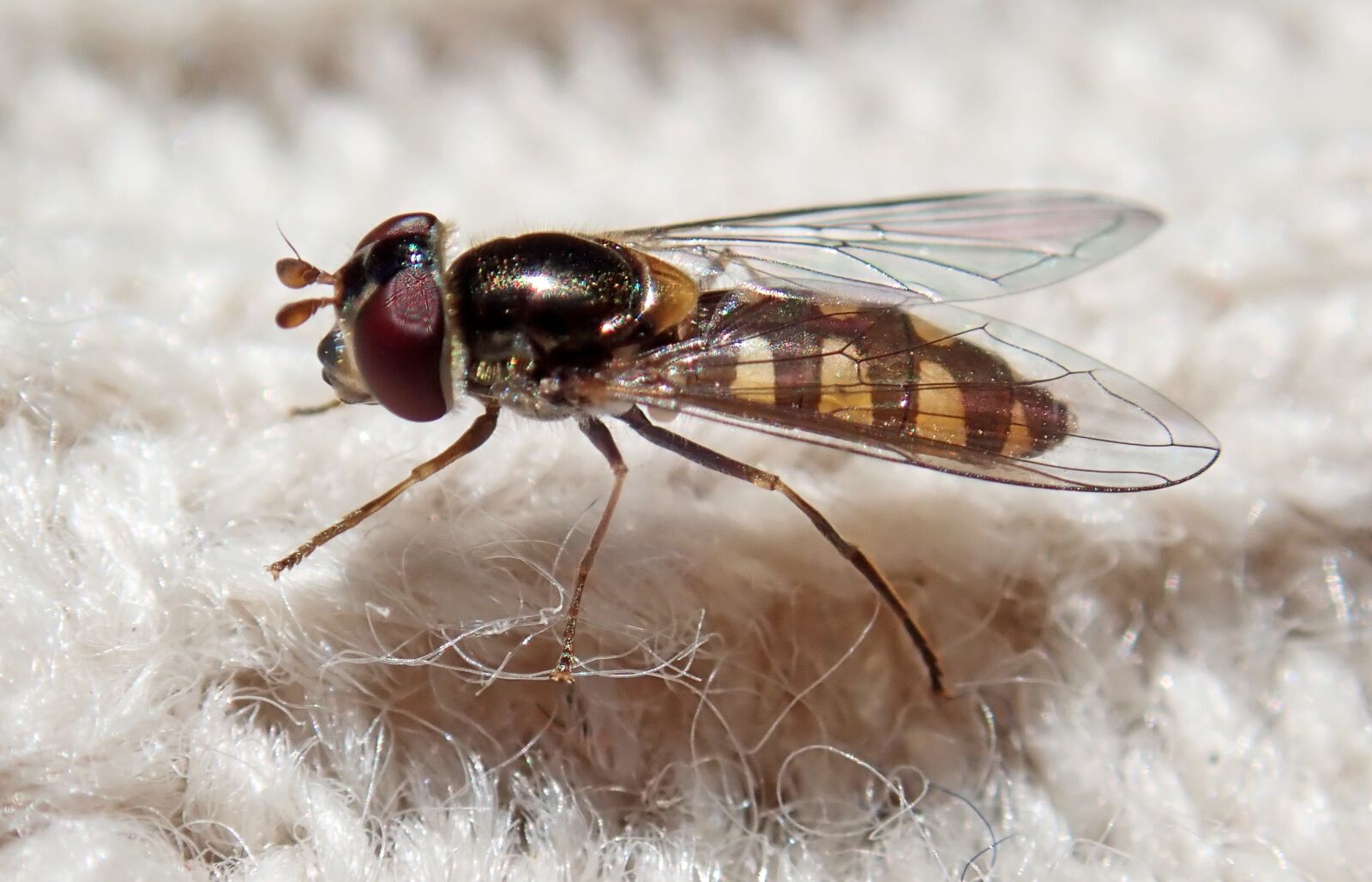 Olympus TG-5 sample photo. Hover fly, insect, fabric photography