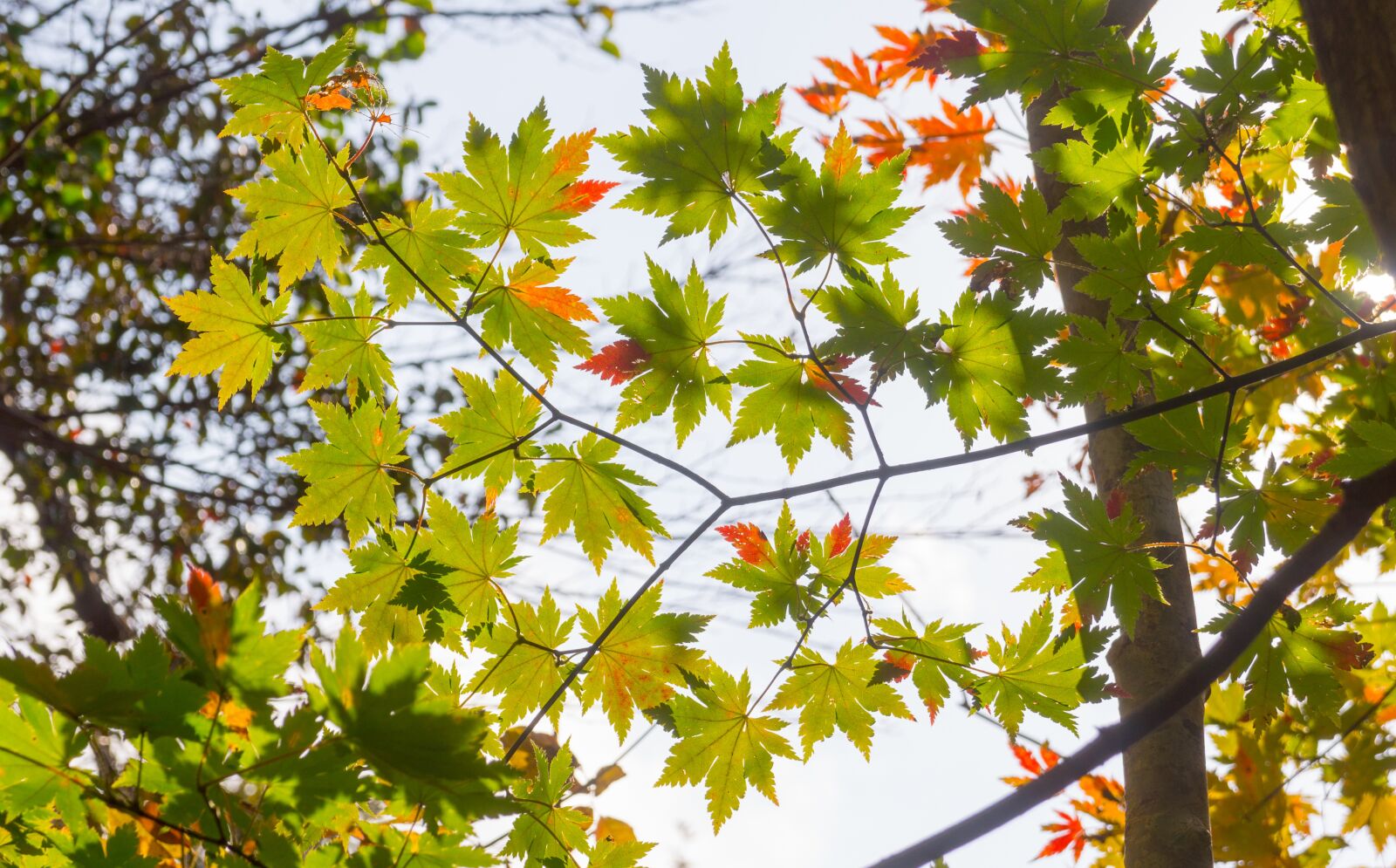Sony Alpha NEX-5N sample photo. Autumn leaves, autumn, the photography