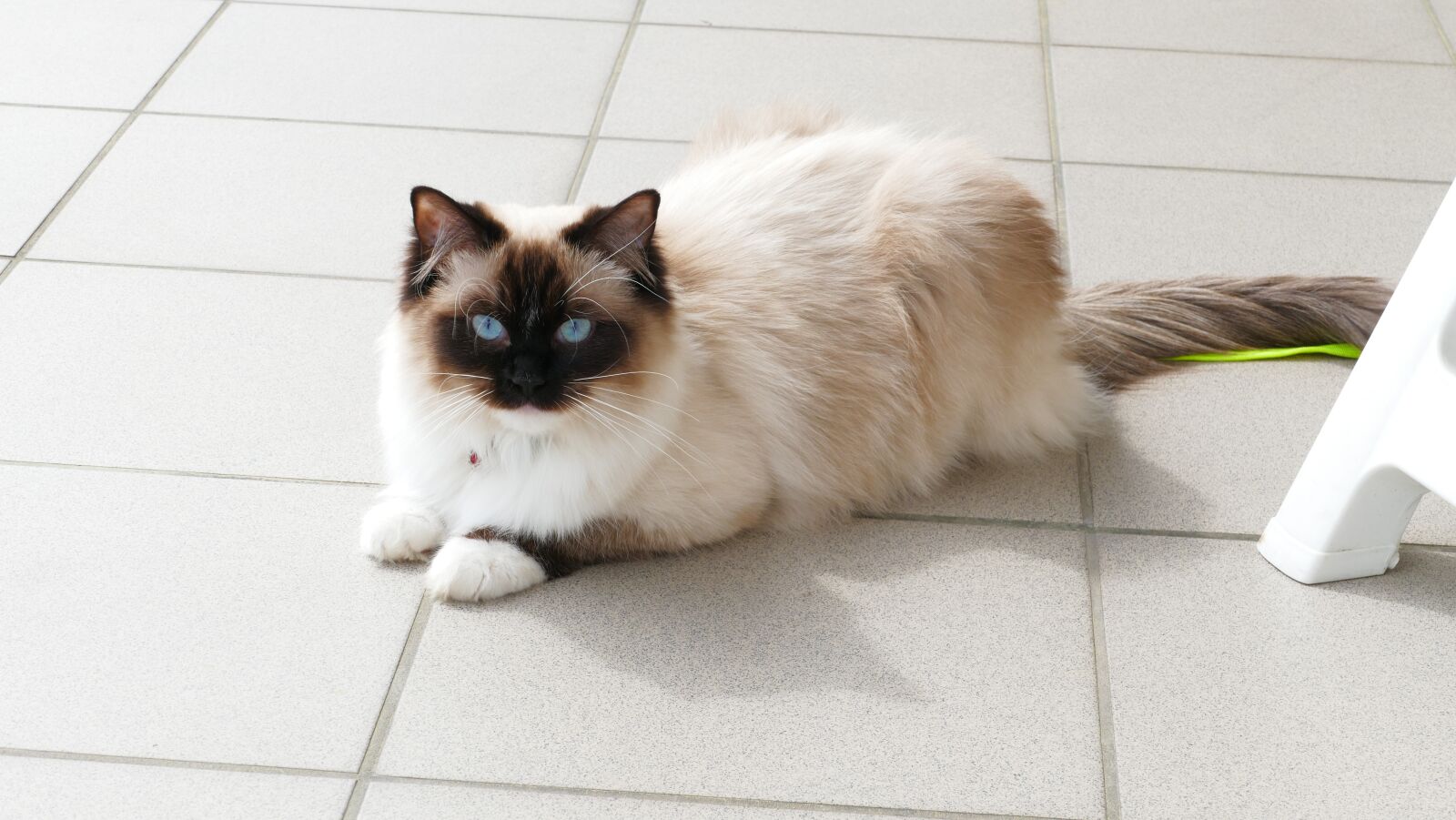 Panasonic Lumix DMC-FZ1000 sample photo. Cat, thoroughbred, ragdoll photography