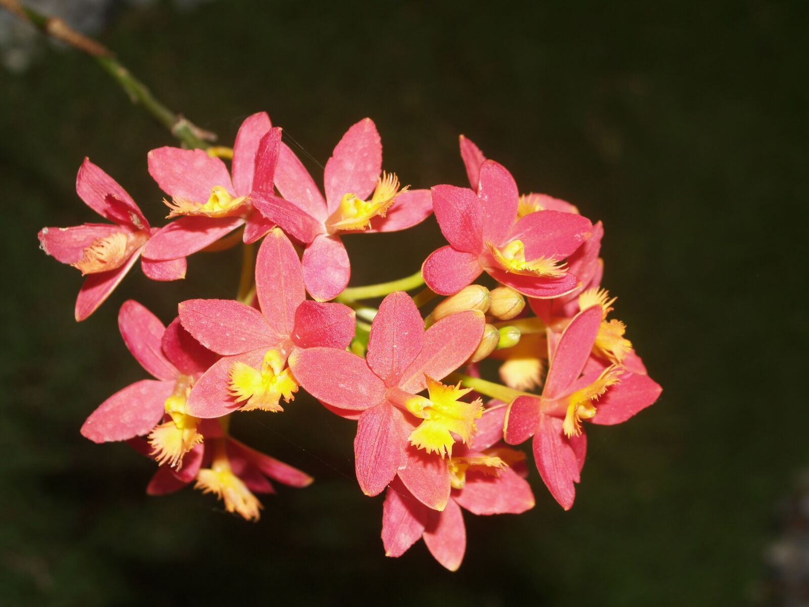 Olympus E-300 (EVOLT E-300) sample photo. Orchid, flower, bright photography