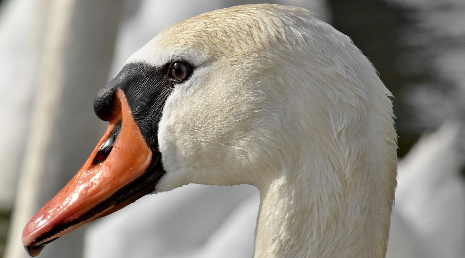 Nikon D5500 sample photo. Bird, feather, head, portrait photography