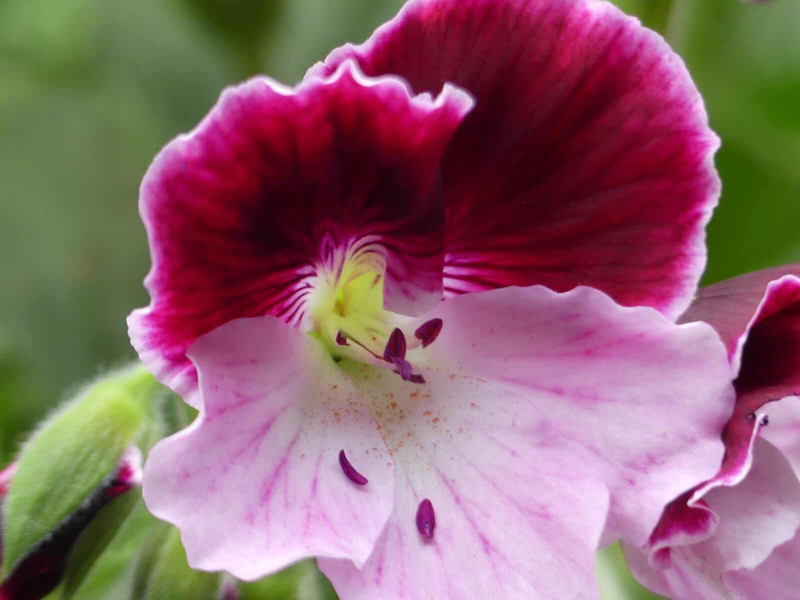 Panasonic Lumix DMC-FZ300 sample photo. Flower, purple, nature photography