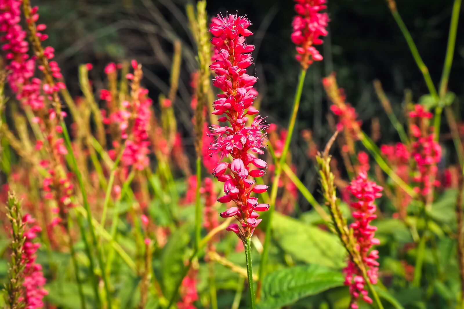 Olympus OM-D E-M10 sample photo. Plant, nature, flower photography