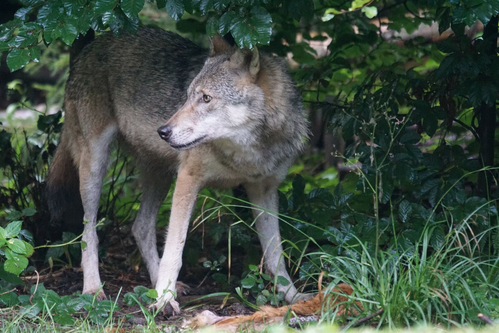 Sony ILCA-77M2 + Sony 70-400mm F4-5.6 G SSM sample photo. Wolf, predator, european wolf photography