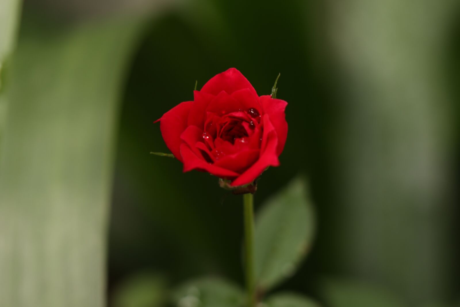 Canon EF-M 18-150mm F3.5-6.3 IS STM sample photo. One red rose, dark photography