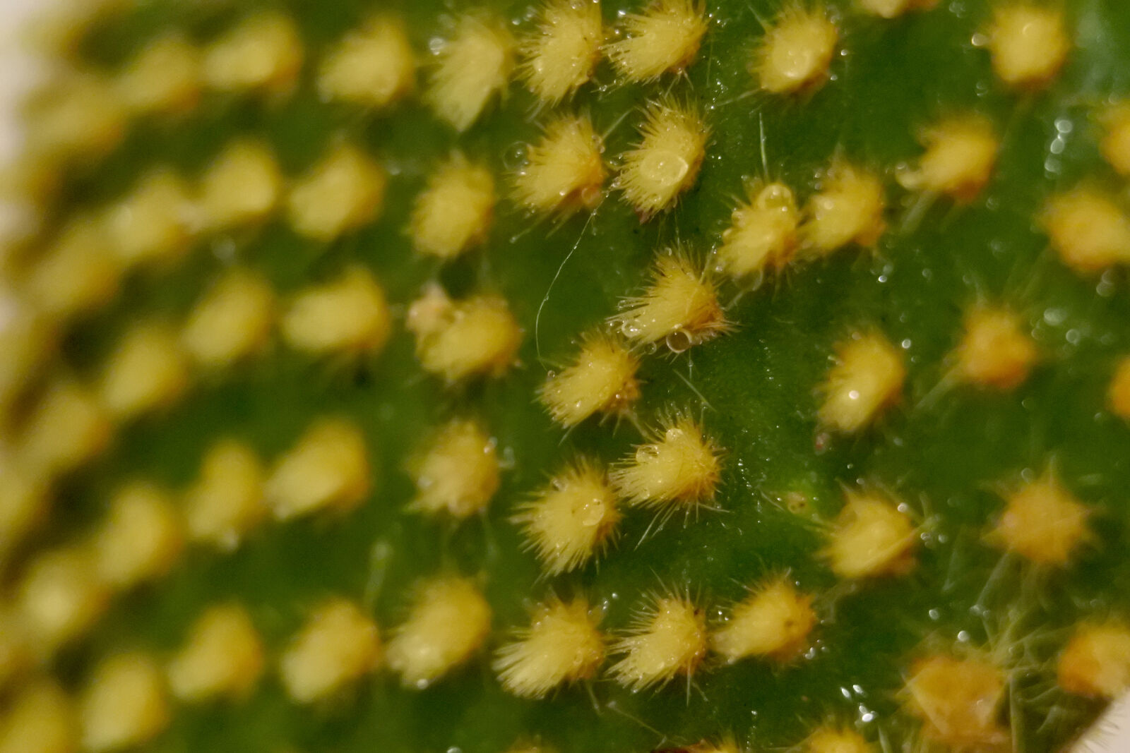 Nikon 1 J5 sample photo. Cactus, cactus, plant, drip photography