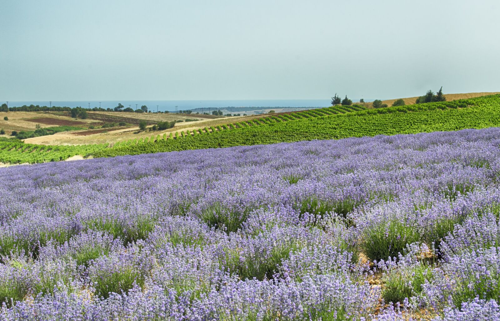 Nikon D5100 sample photo. Lavender field, mediterranean, lavender photography