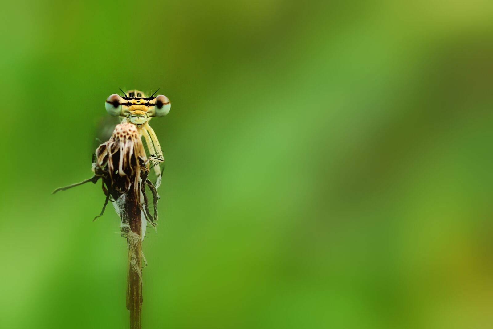 Tamron SP 90mm F2.8 Di VC USD 1:1 Macro sample photo. Dragonfly, spring dragonfly, insect photography