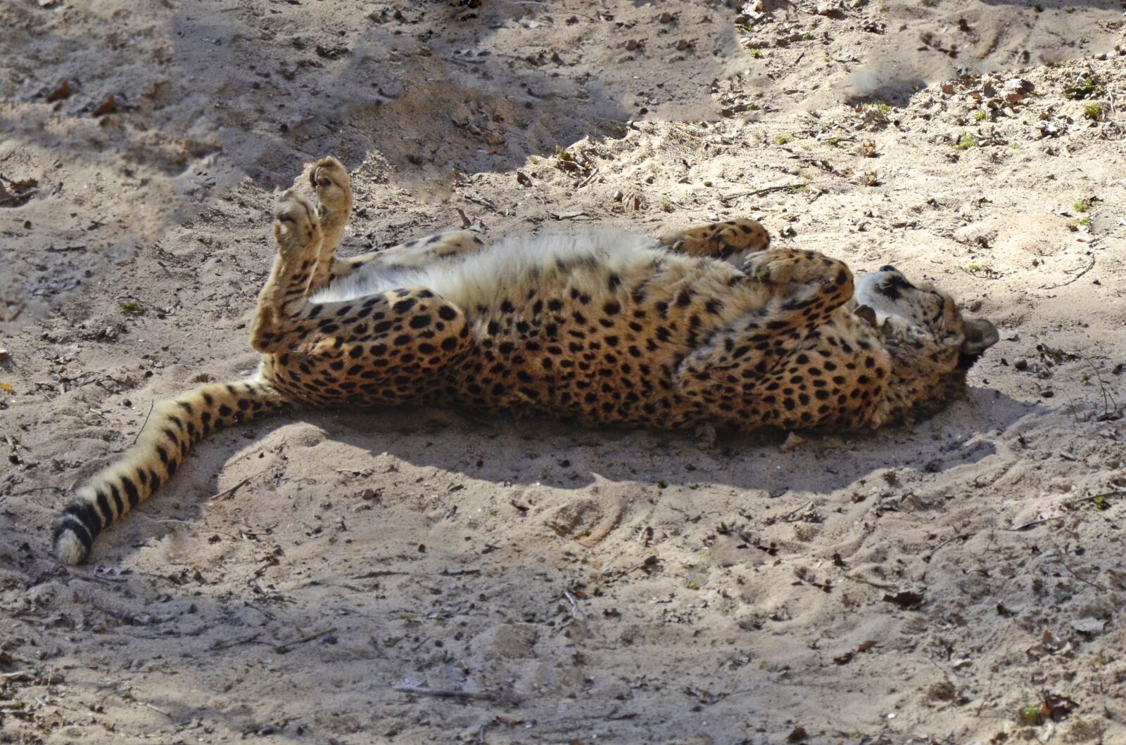 Nikon D5100 sample photo. Cheetah, big cat, fast photography