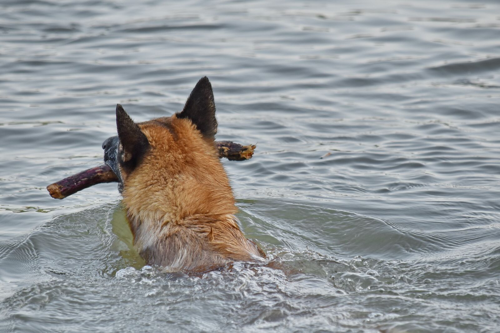 Nikon D5500 sample photo. Hunting dog, shepherd dog photography