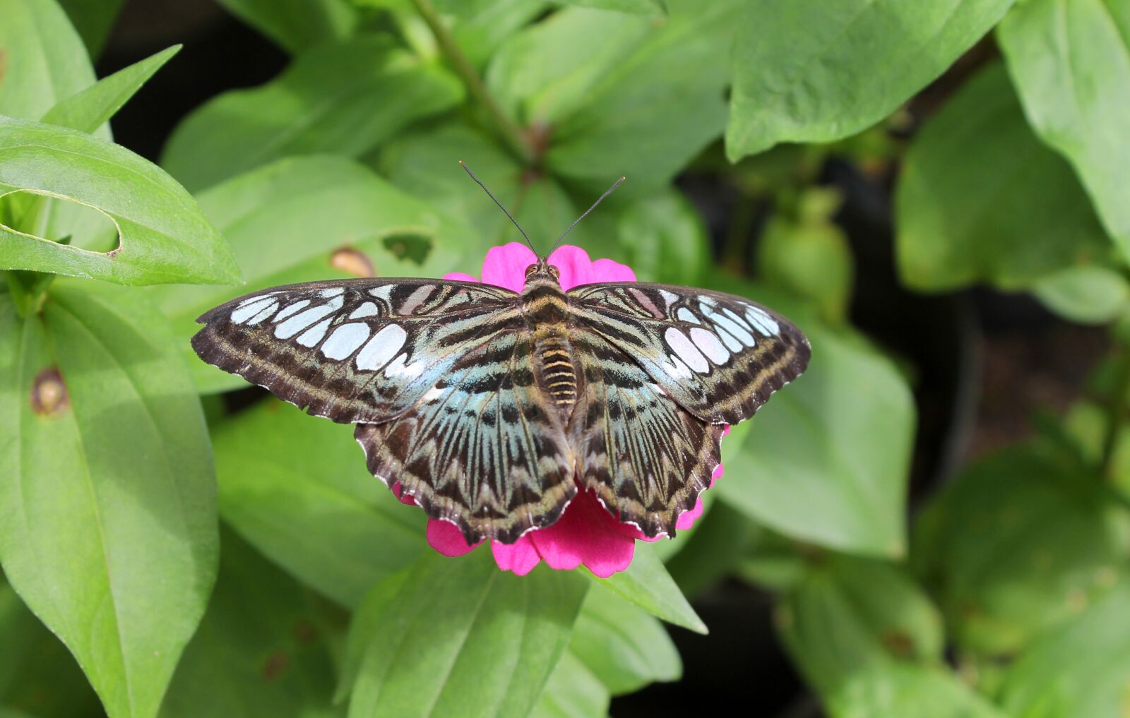 Canon EOS 1100D (EOS Rebel T3 / EOS Kiss X50) sample photo. Butterfly, tropical, insect photography