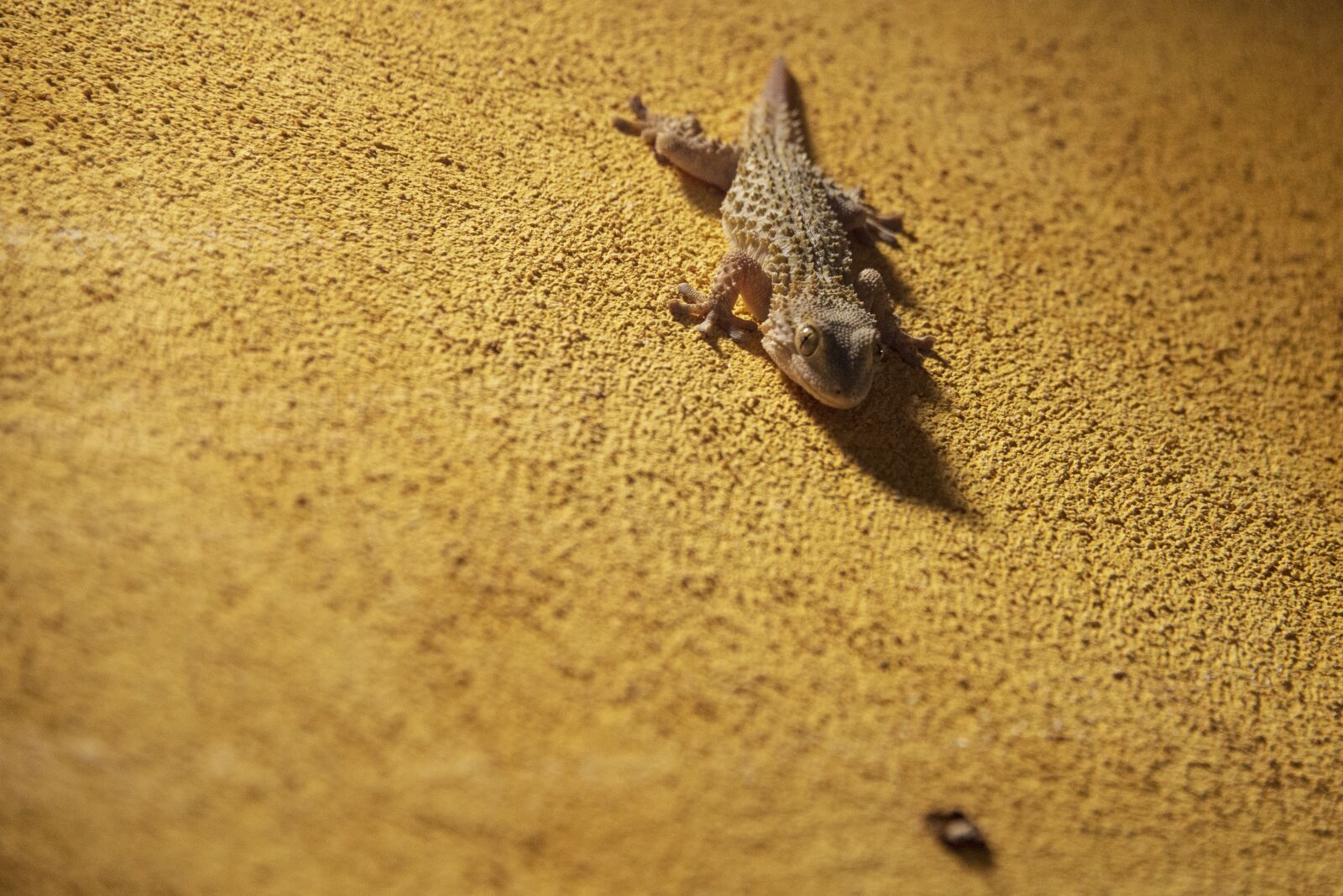 Nikon D600 sample photo. Animal, nature, reptile photography