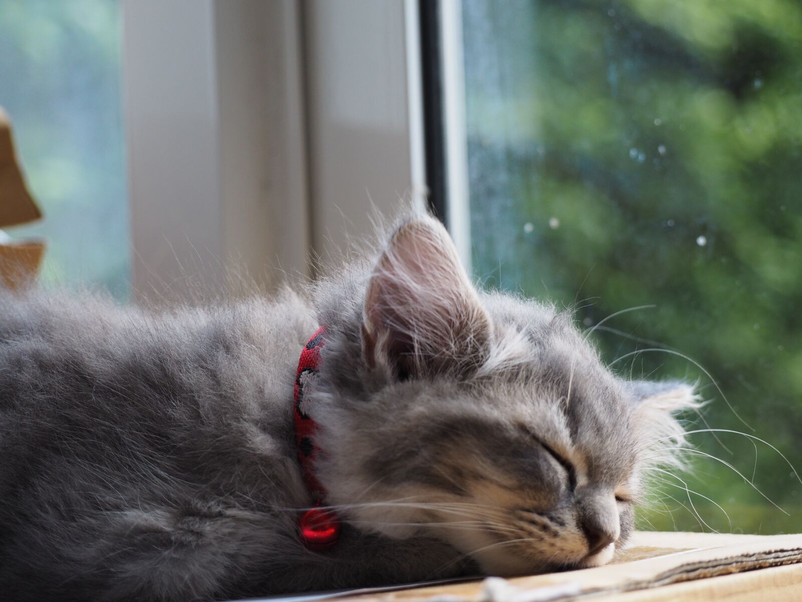 Olympus OM-D E-M10 sample photo. Cat, asleep, sleep photography