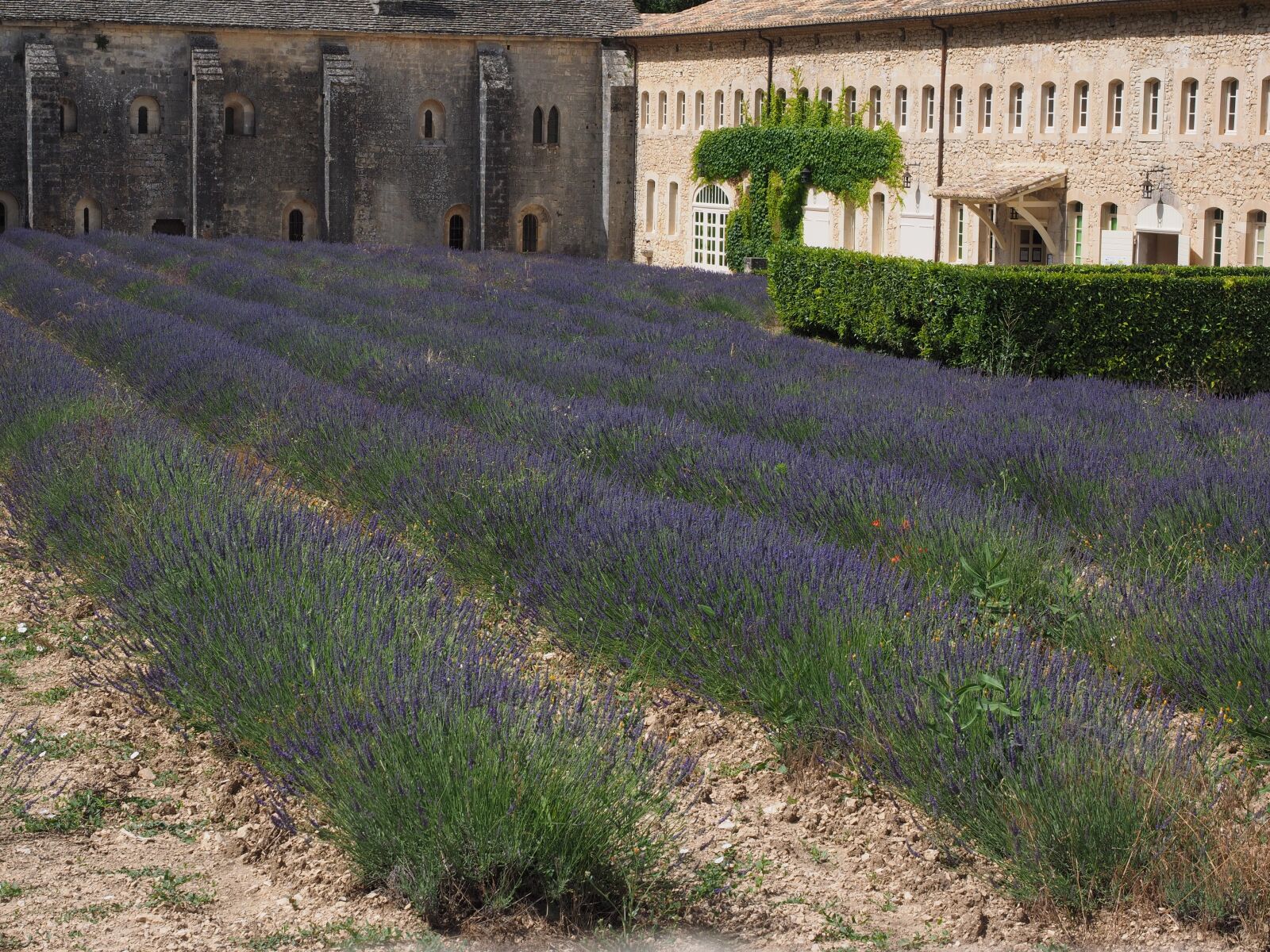 Olympus OM-D E-M1 + Olympus M.Zuiko Digital ED 12-40mm F2.8 Pro sample photo. Lavender, flowers, blue photography