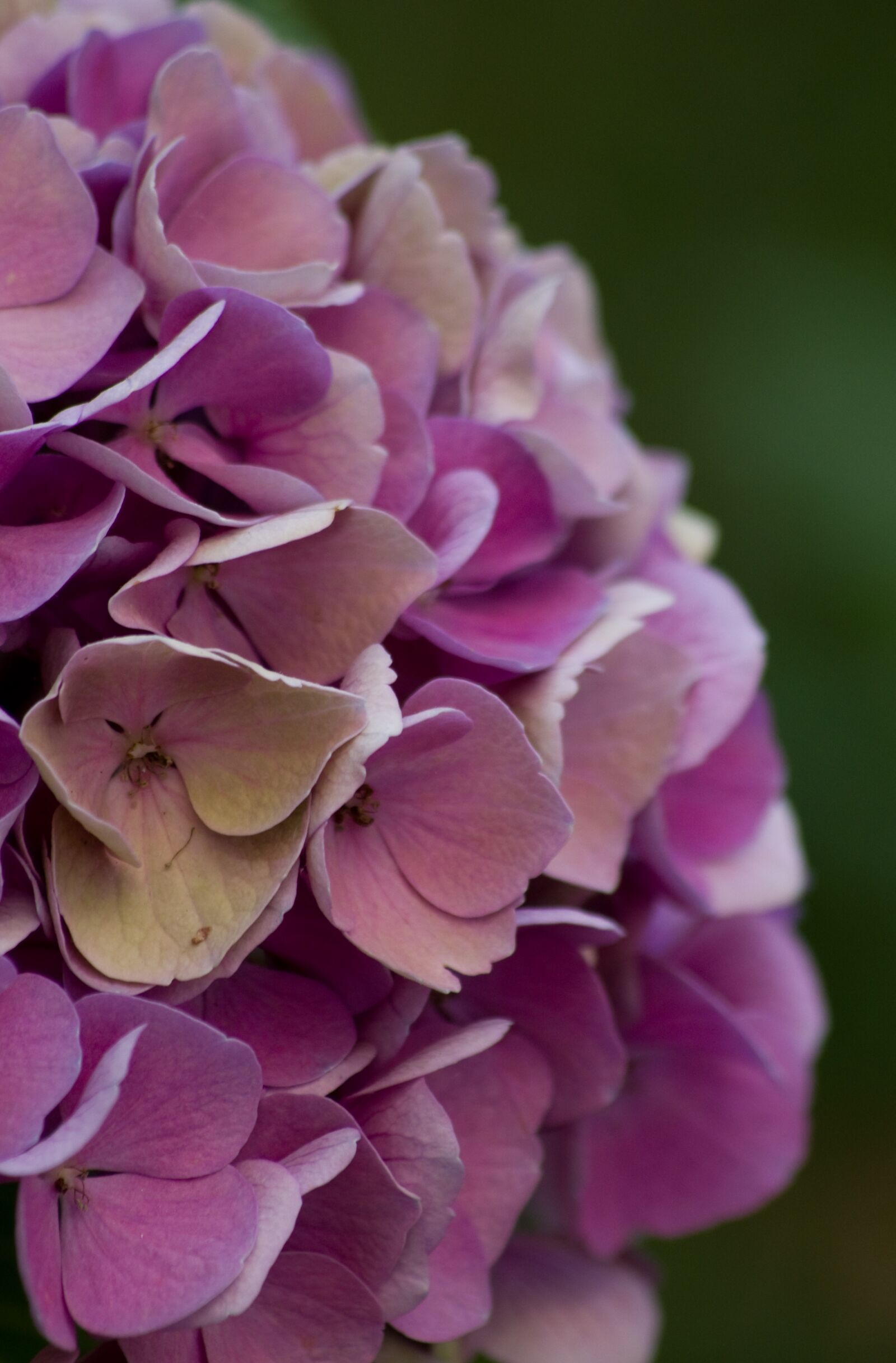 Pentax K-5 sample photo. Flowers, rosa, plants photography
