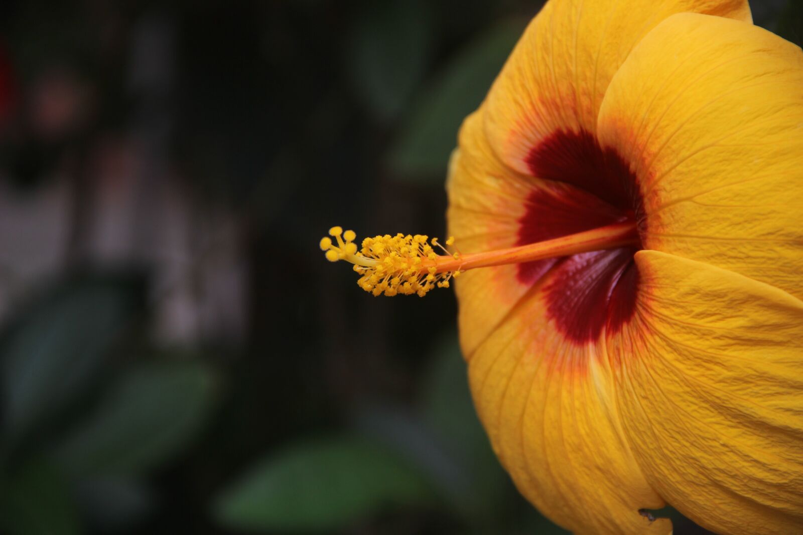 Canon EOS 600D (Rebel EOS T3i / EOS Kiss X5) sample photo. Flower, home, plant photography