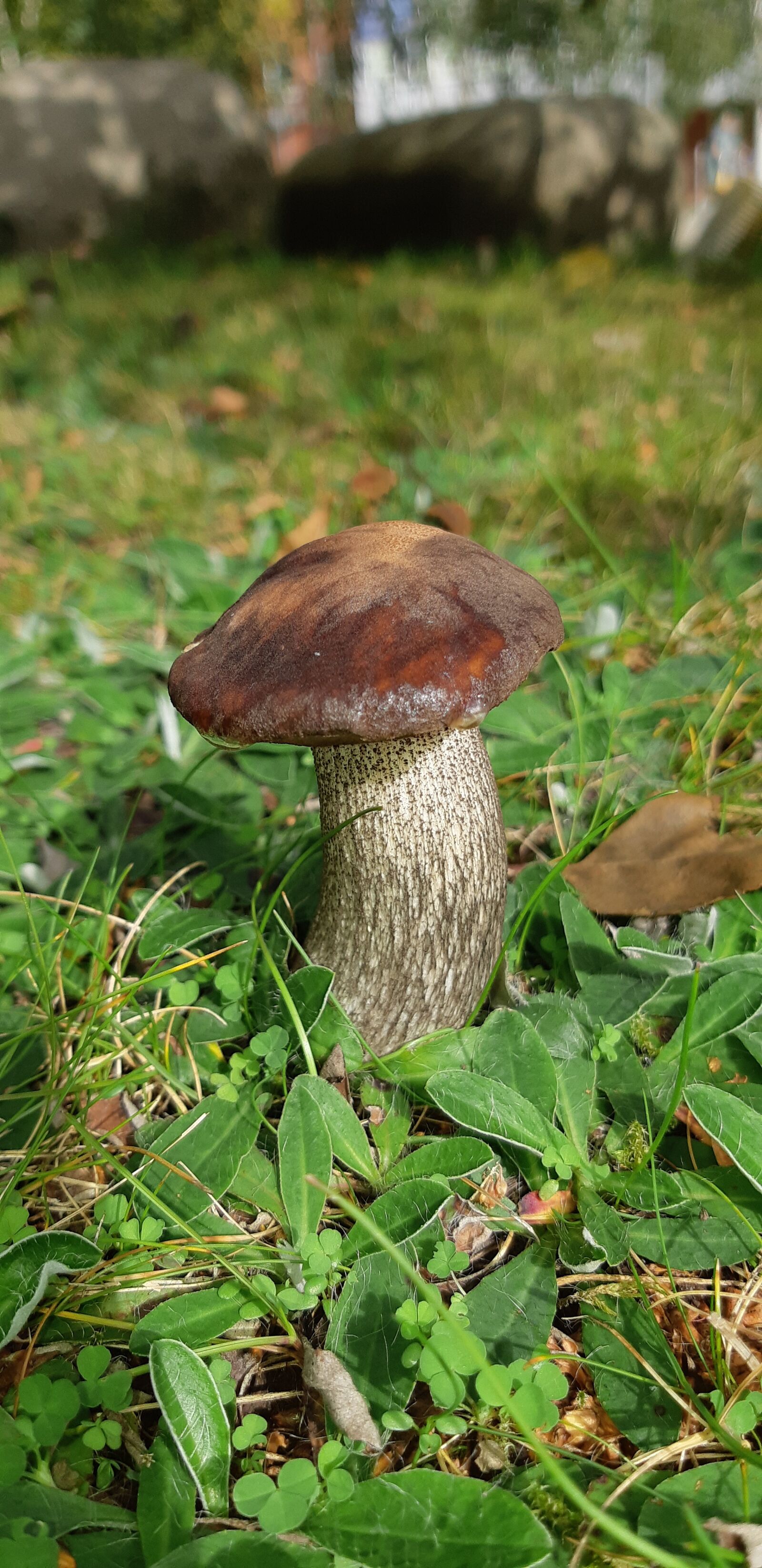 Samsung Galaxy A8(2018) sample photo. Gathering, mushrooms, mushroom photography